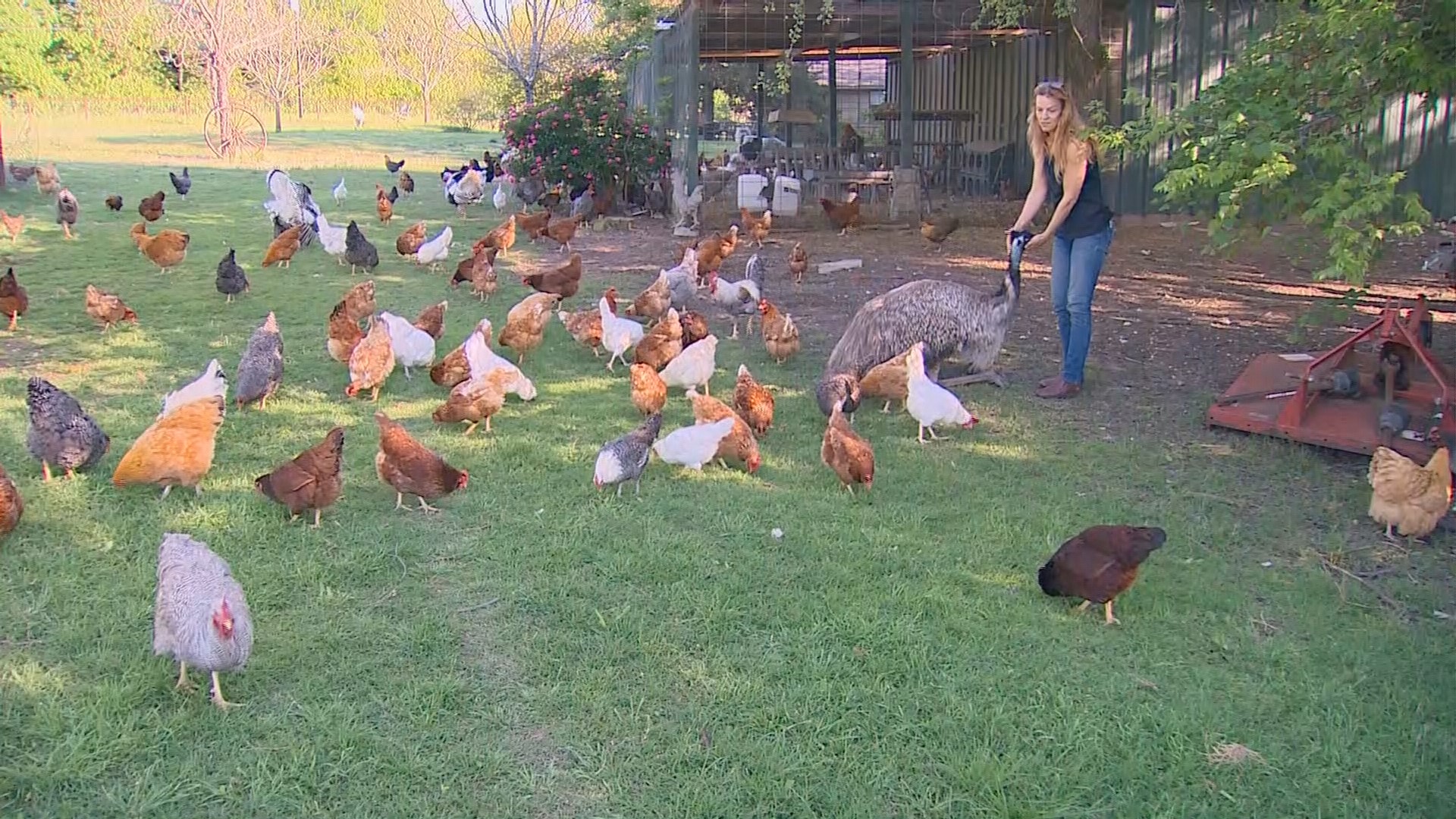 There's a backyard chicken boom in Collin County